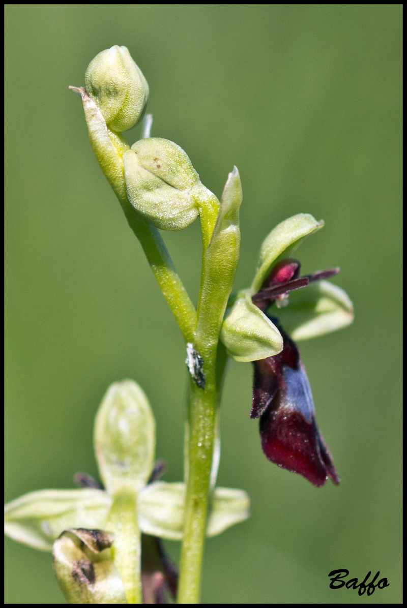 Ophrys insectifera L